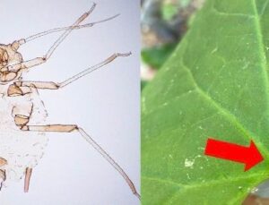 Kaz Dağları’nda yeni bir böcek türü keşfedildi