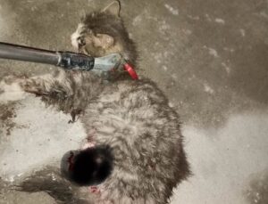 Ayvacık’ta otomobilde sıkışan kedi kurtarıldı