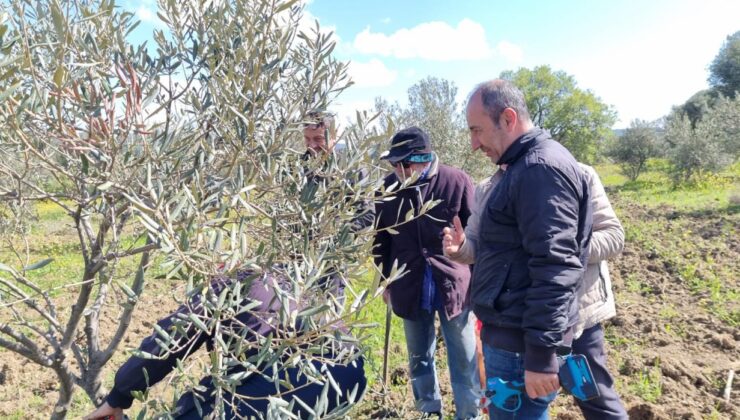 Çanakkale’de zeytin üreticilerine uygulamalı budama ve aşılama eğitimi