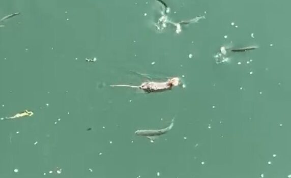 Çanakkale’de sıradışı anlar: Fare denizde yüzerek canlı balık avlamaya çalıştı