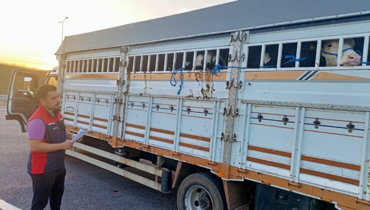 1915 Çanakkale Köprüsü’nde kurbanlık hayvan denetimi