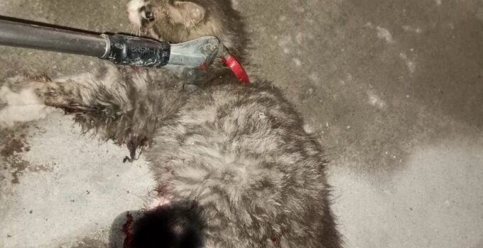 Ayvacık’ta otomobilde sıkışan kedi kurtarıldı