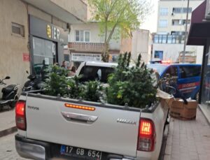 Çan’da evinde kenevir yetiştiren şahıs gözaltına alındı