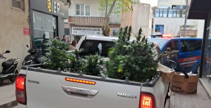 Çan’da evinde kenevir yetiştiren şahıs gözaltına alındı