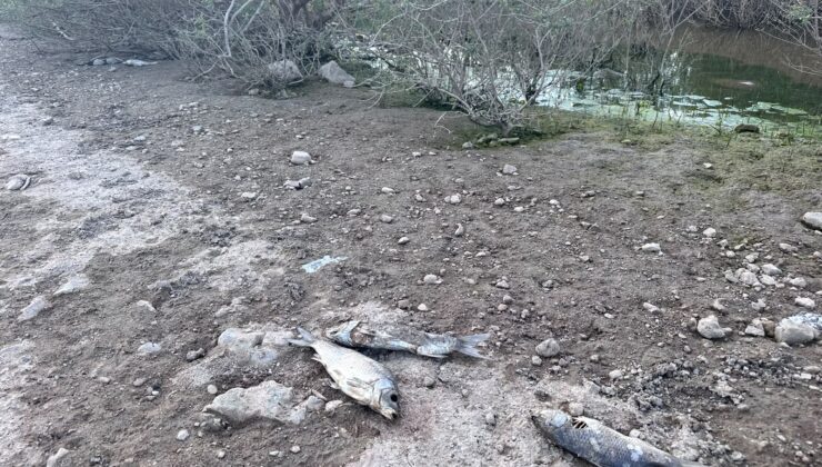 Ayvacık Barajı’nda toplu balık ölümleri
